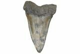 Fossil Broad-Toothed Mako Tooth - South Carolina #214598-1